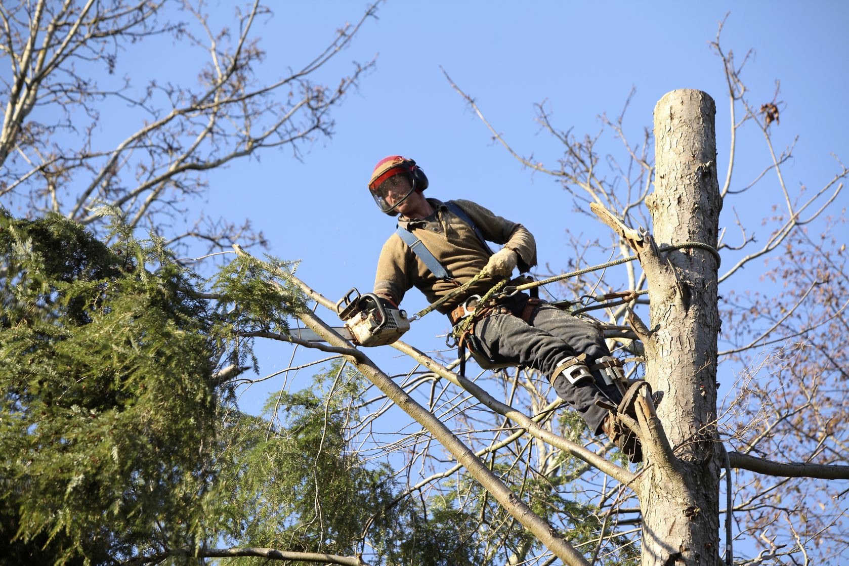 Why Should You Hire Professionals For Tree Cutting?