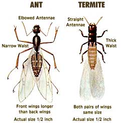 Termite Control in Wellington, Florida Will Recommend a Termite Inspector