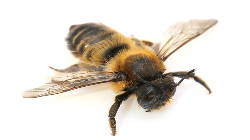 Why You Need a Bee Removal Service in Phoenix AZ