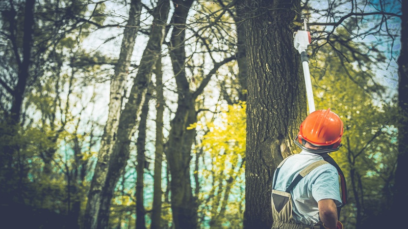 Why Your Trees Deserve Tree Trimming In  Mandarin FL