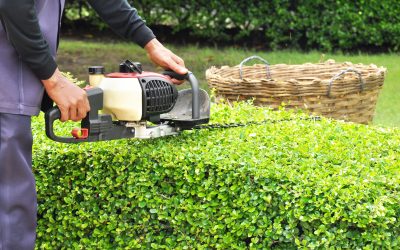 Need Landscaping Services in Fresno, CA? 5 Essential Questions Before You Start